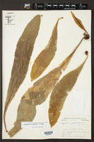 Campyloneurum phyllitidis image