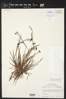 Sisyrinchium dimorphum image