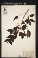 Wimmeria persicifolia image