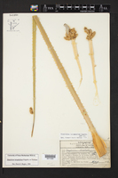Dasylirion leiophyllum image