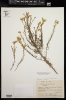 Isocoma coronopifolia image
