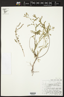 Image of Phyllanthus loandensis