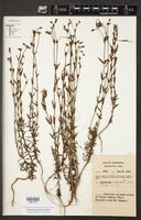 Hypericum pauciflorum image