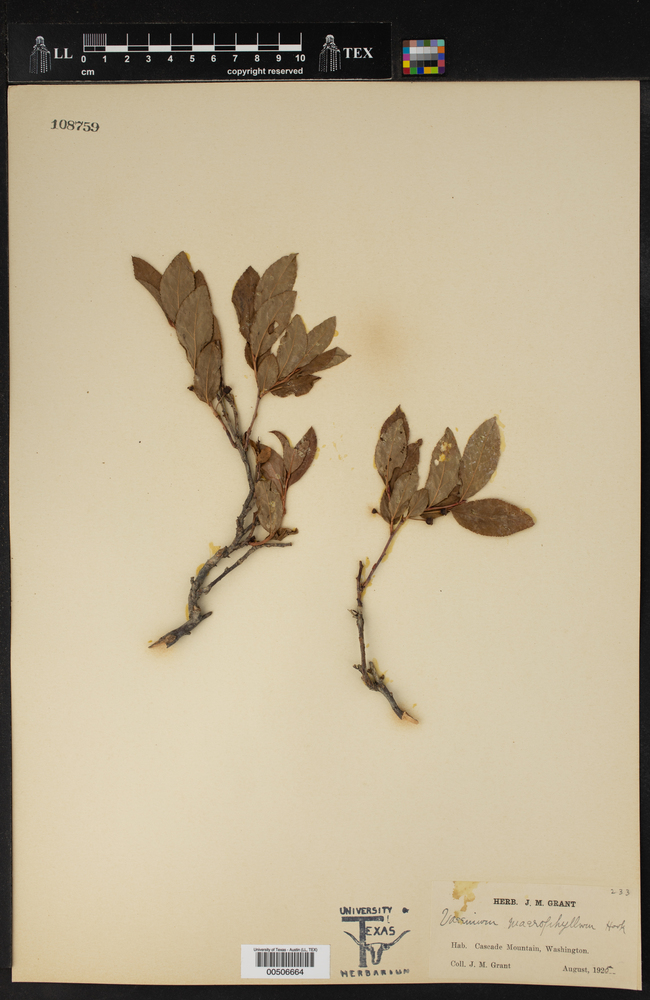 Vaccinium macrophyllum image