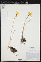 Zephyranthes refugiensis image
