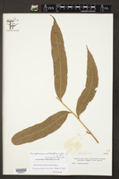 Image of Campyloneurum pentaphyllum