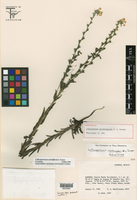 Image of Lithospermum tubuliflorum