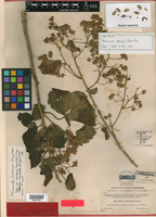 Robinsonella lindeniana subsp. divergens image