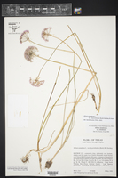 Allium canadense var. hyacinthoides image