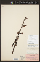 Hexalectris grandiflora image