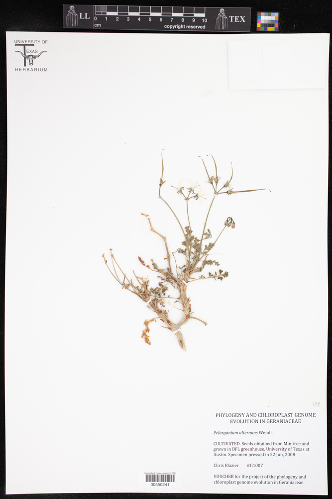 Pelargonium alternans image