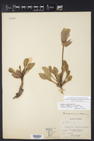Oenothera macrocarpa var. incana image