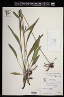 Echinacea atrorubens image