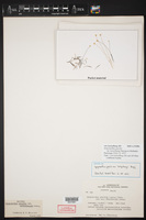 Syngonanthus gracilis image