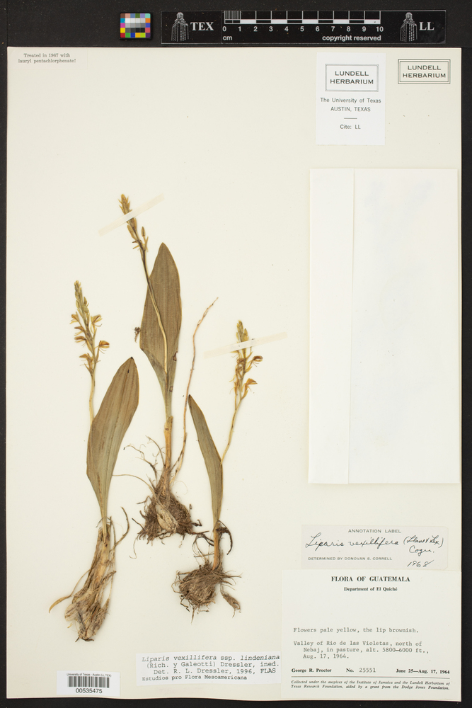 Liparis vexillifera subsp. lindeniana image
