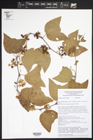 Passiflora rugosissima image