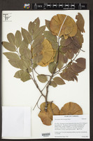 Pterocarpus macrocarpus image