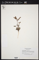 Phacelia caerulea image