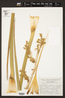 Nolina parviflora image