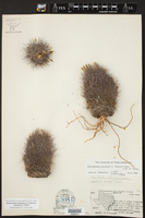 Echinomastus warnockii image