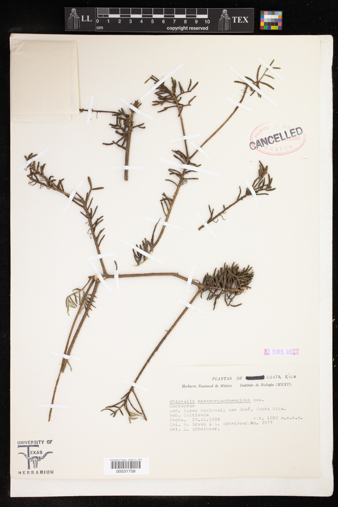 Rhipsalis mesembryanthemoides image