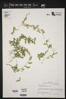 Selaginella uncinata image