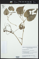 Piper mikanianum image