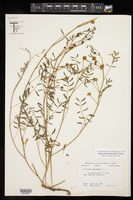 Mimosa latidens image