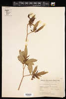 Tabernaemontana australis image