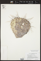 Image of Opuntia edwardsii