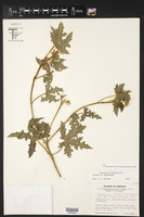 Cnidoscolus herbaceus image