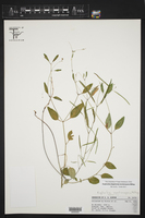 Euphorbia montereyana image