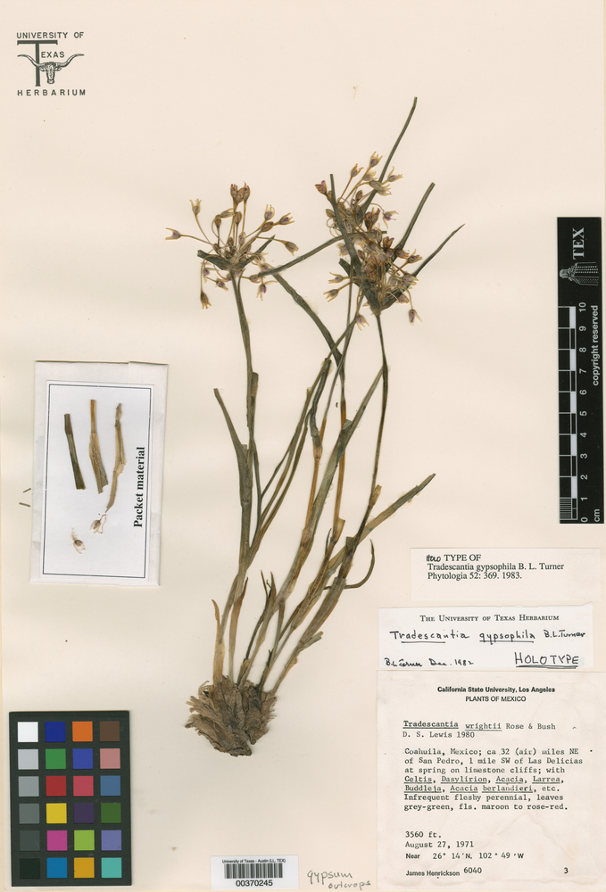 Tradescantia gypsophila image