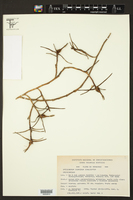 Epidendrum isomerum image