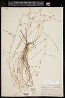 Eragrostis sessilispica image