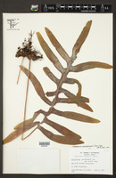 Phlebodium pseudoaureum image