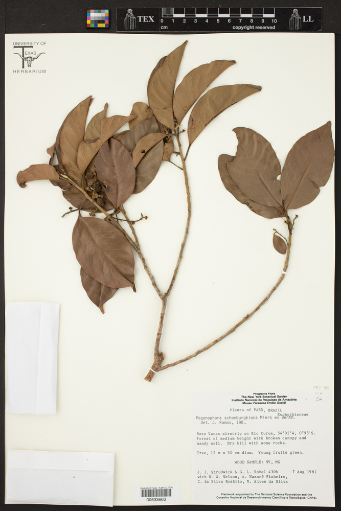 Peraceae image