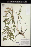 Brickellia urolepis image
