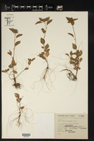 Acalypha hypogaea image