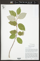 Elaeagnus macrophylla image