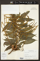 Lomariopsis recurvata image