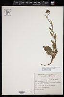 Helianthella gypsophila image