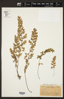 Adiantum capillus-veneris image
