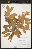 Gaultheria mucronata image