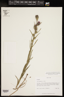 Liatris squarrosa var. squarrosa image