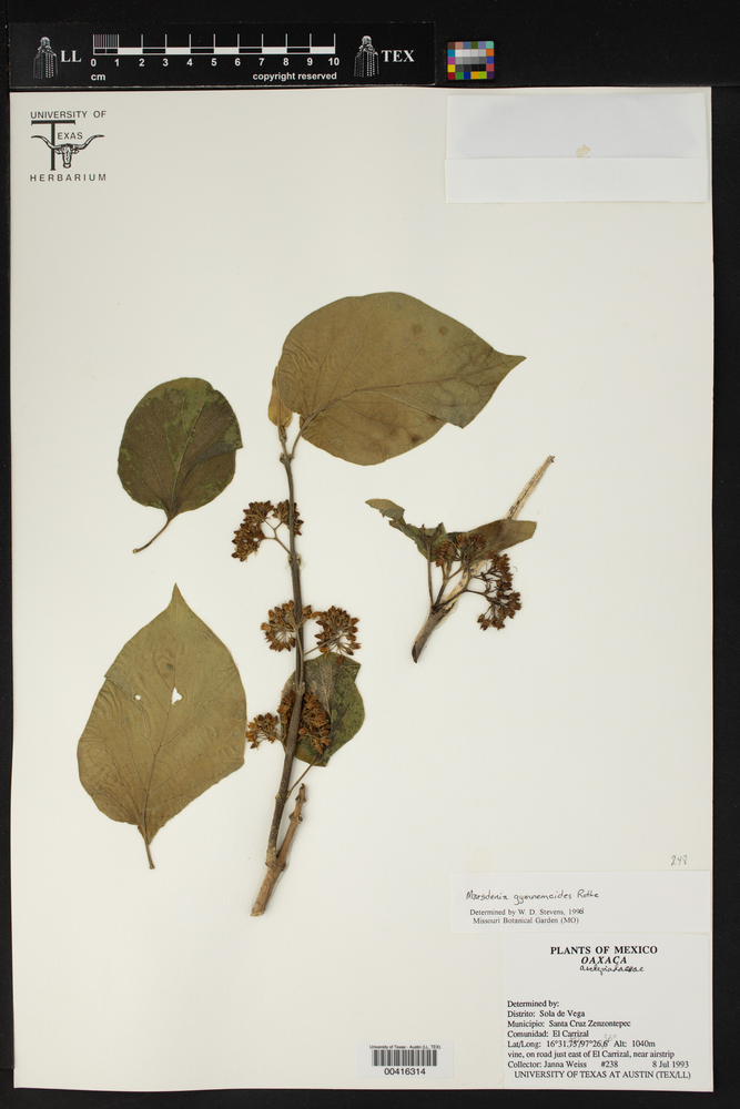 Marsdenia gymnemoides image