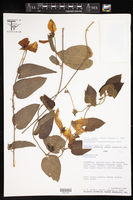 Dalechampia aristolochiifolia image