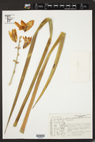 Image of Yucca coahuilensis