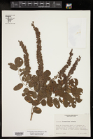 Amorpha roemeriana image