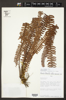 Nephrolepis cordifolia image
